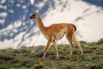 Guanaco walks over hill with peaks behind