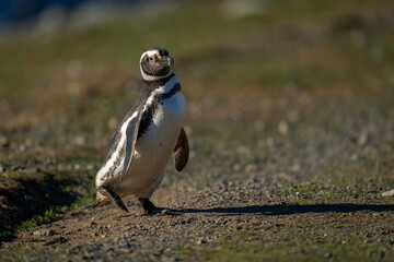 Magellanic penguin crosses rocky slope raising foot