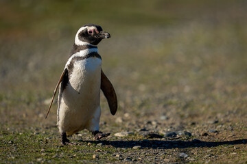 Magellanic penguin crosses slope with raised foot