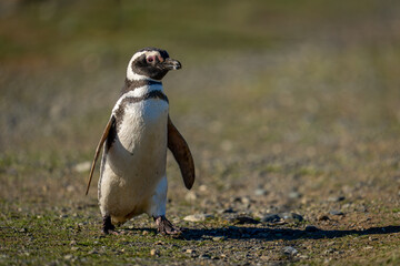 Magellanic penguin crosses rocky slope in sunshine