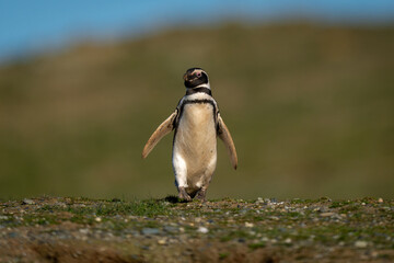Magellanic penguin descends grassy slope towards camera