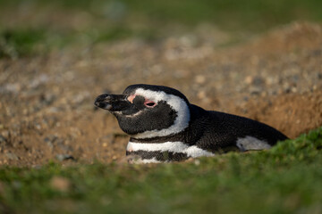 Magellanic penguin in profile nestling in burrow