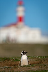Magellanic penguin near lighthouse stands in burrow
