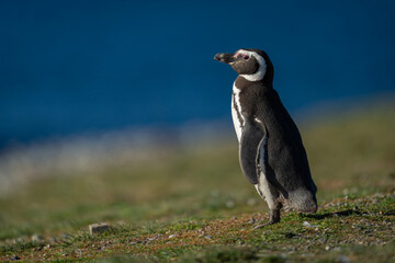 Magellanic penguin on grass slope near sea