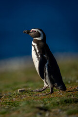 Magellanic penguin on grass slope near ocean