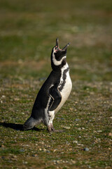 Magellanic penguin on grass lifts head squawking