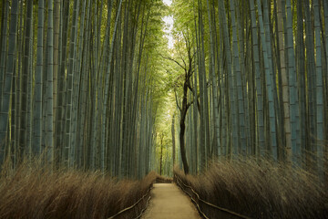 Obraz premium Arashiyama bamboo forest path Kyoto Japan