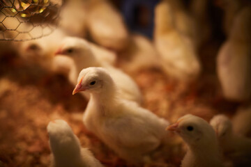 一緒に成長：ぬくもりの中のひよこたち