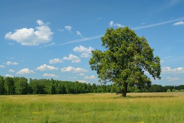tree in the field