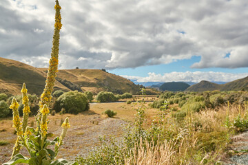 River running through valley with yellow flowering plant in foreground