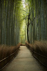 Fototapeta premium Arashiyama bamboo forest path Kyoto Japan