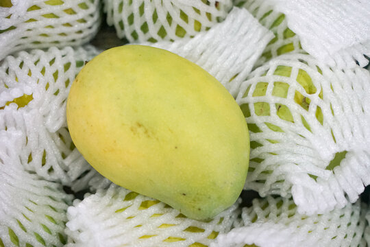 Mango, wrapped, in a box. Harumanis is a type of sweet mango mainly planted in Perlis, Malaysia.