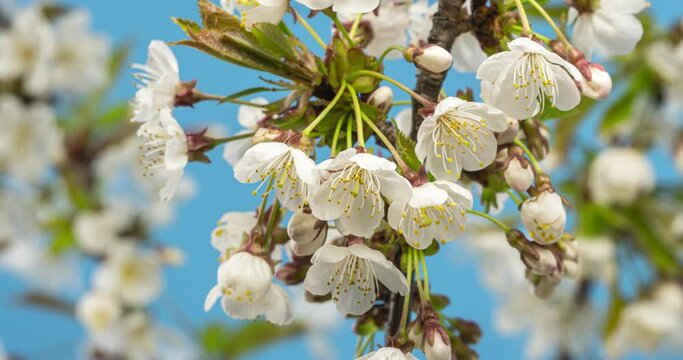 White flowers of cherry tree blooming towards blue sky in sunny spring Time lapse