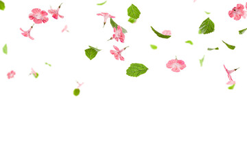 Fresh green leaves with pink flowers flying background