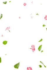 Fresh green leaves with pink flowers flying background