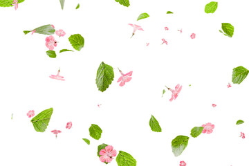 Fresh green leaves with pink flowers flying background