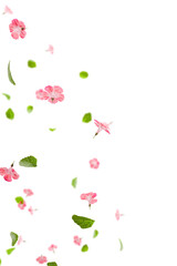 Fresh green leaves with pink flowers flying background