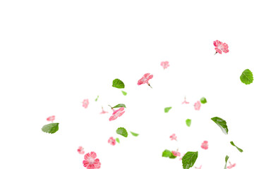 Fresh green leaves with pink flowers flying background