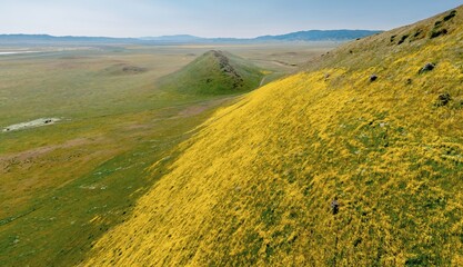 Hills during the superbloom in Carrizo National Monument. Hills are covered with bright yellow flowers. Santa Margarita, California, United States of America.