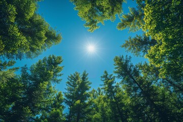 Obraz premium A majestic upward look into a towering forest, with the sun's rays piercing vibrant green foliage