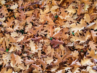 Autumn background. Leaves lie on the ground