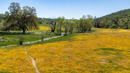 Aerial: River, Oak Trees and meadow covered in yellow spring flowers during superbloom season, Santa Margarita, California, United States of America.