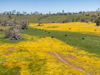 Cattle grazing and meadow covered in yellow spring flowers. Santa Margarita, California, United...