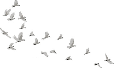 Graceful Doves Soaring in Clear Skies - Premium SVG File for Your Creative Projects