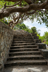 A staircase with stone steps running along a stone wall in the shade of a branchy tropical tree.