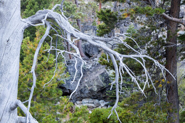 a cold white looking dead tree without bark at the eagle falls in South Lake Tahoe, california