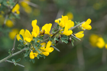 yellow flowers in spring, Calicotome villosa, also known as hairy thorny broom and spiny broom, is...