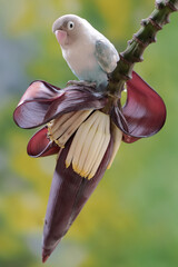 A lovebird is eating banana flowers that grow wild. This bird which is used as a symbol of true...