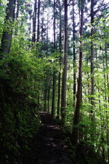 Obraz premium 新緑の森を行く みたらい渓谷遊歩道