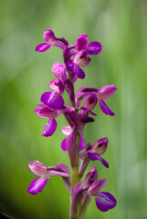 Anacamptis (Orchis) x bornemanni 'Moon Princess' Hybrid wild orchid, Orchis x bornemanni (longicornu x papilionacea) Sardinia, Italy.