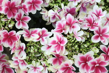 pink and white hydrangeas are in bloom