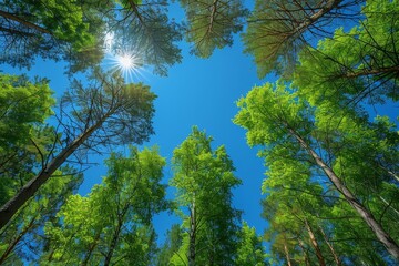 Clear upward view of a forest canopy with tall trees and the sun creating a serene and dynamic lighting effect