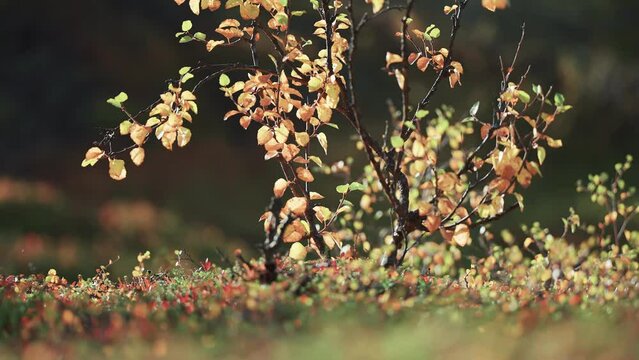 Colorful yellow leaves on the black twisted branches of the birch tree in the autumn tundra. Parallax shot.