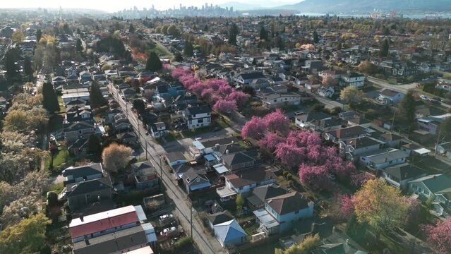 drojne shot over vancouver neighborhood and residential area at spring with cherry blossom in the streets and vancouver city in the background, burnaby, british columbia, canada