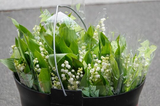 Des brins de muguet dans un sceau 