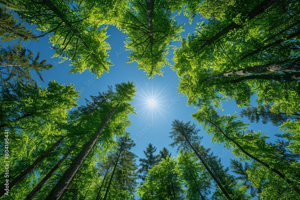 Poster upward view of a dense forest canopy with the sun beaming through, creating a sense of growth and vi