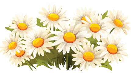 Beautiful camomile flowers on white background 2d f