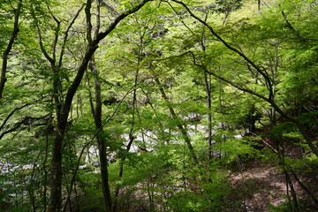 新緑の森を行く　みたらい渓谷遊歩道