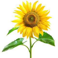 Fototapeta premium Sunflowers, for a beautiful flower theme or ornamental plant decoration