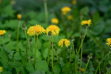 Yellow blooming spring dandelions on a background of green grass	