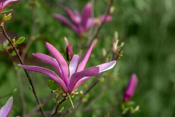 Pink magnolia flowers on a branch close-up. Beautiful blooming spring tree