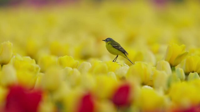 Yellow Wagtail perched on tulips swaying in wind, slow motion telephoto compression