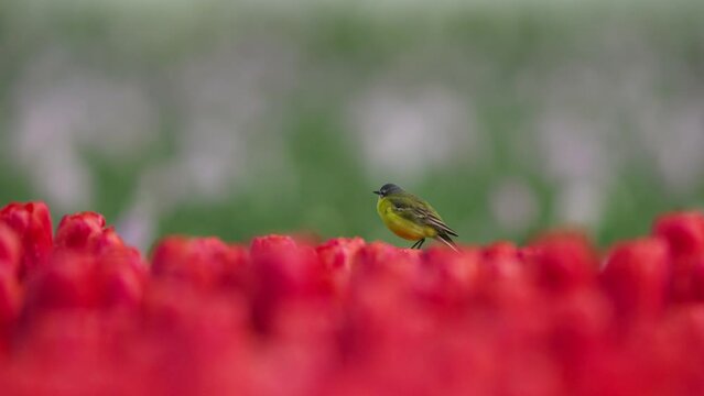 Yellow Wagtail sits perched on top of vibrant red tulip blossom, telephoto compression