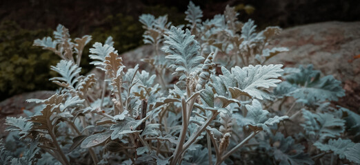 moss covered with moss