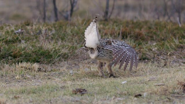 Male Sharptailed Grouse dance to impress females on prairie grass lek