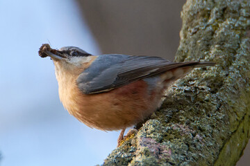 Animals photographed in the wild